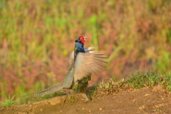 身近にいる野鳥CCCLXXXV！