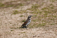 里山の野鳥CVII！