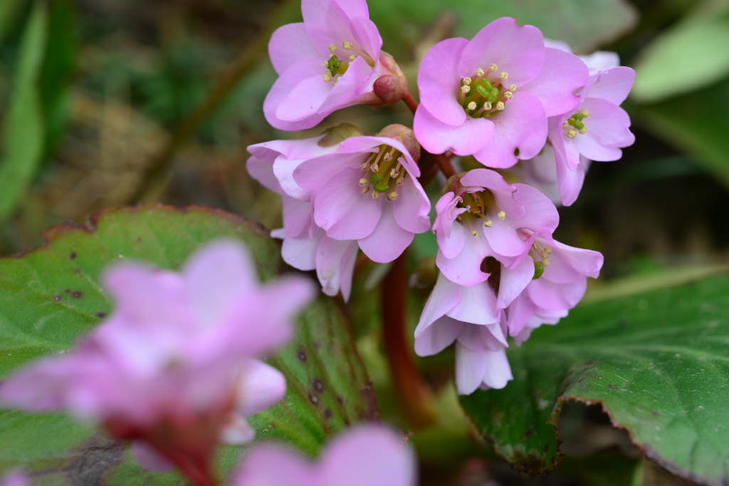 季節の花DCCCLXXI！