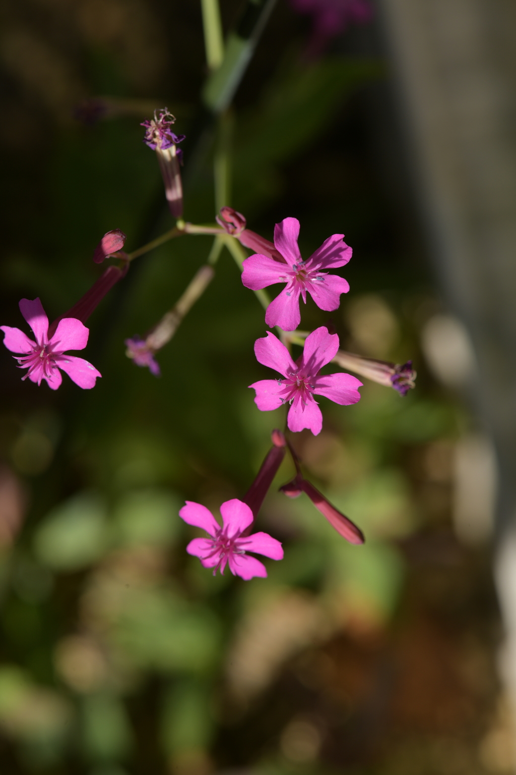 季節の花MDXXXVII！