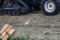 里山の野鳥CXXXVI！