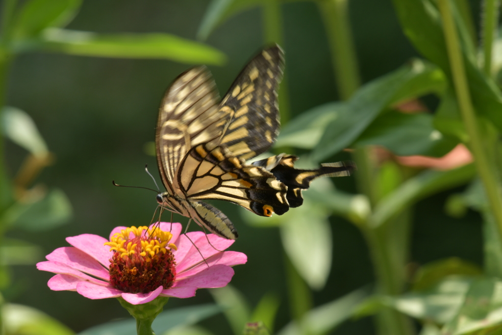 花と蝶II-CXXIX！