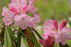 季節の花MCDLII！