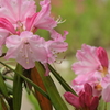 季節の花MCDLII！