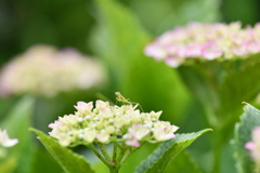 虫・昆虫と花LXXXVIII！