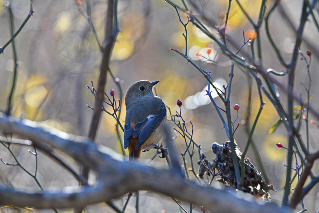 里山の野鳥LXXXII！