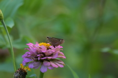 花と蝶II-CXXXI！