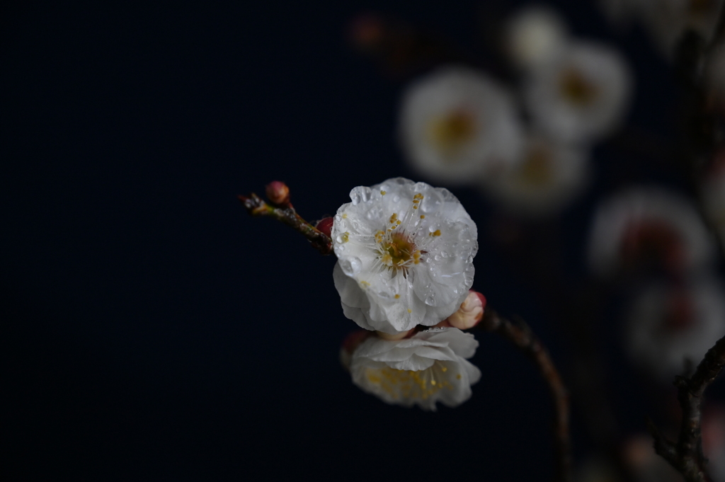 季節の花CCLXXVI！