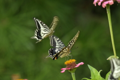 恋の季節CCLXIII！