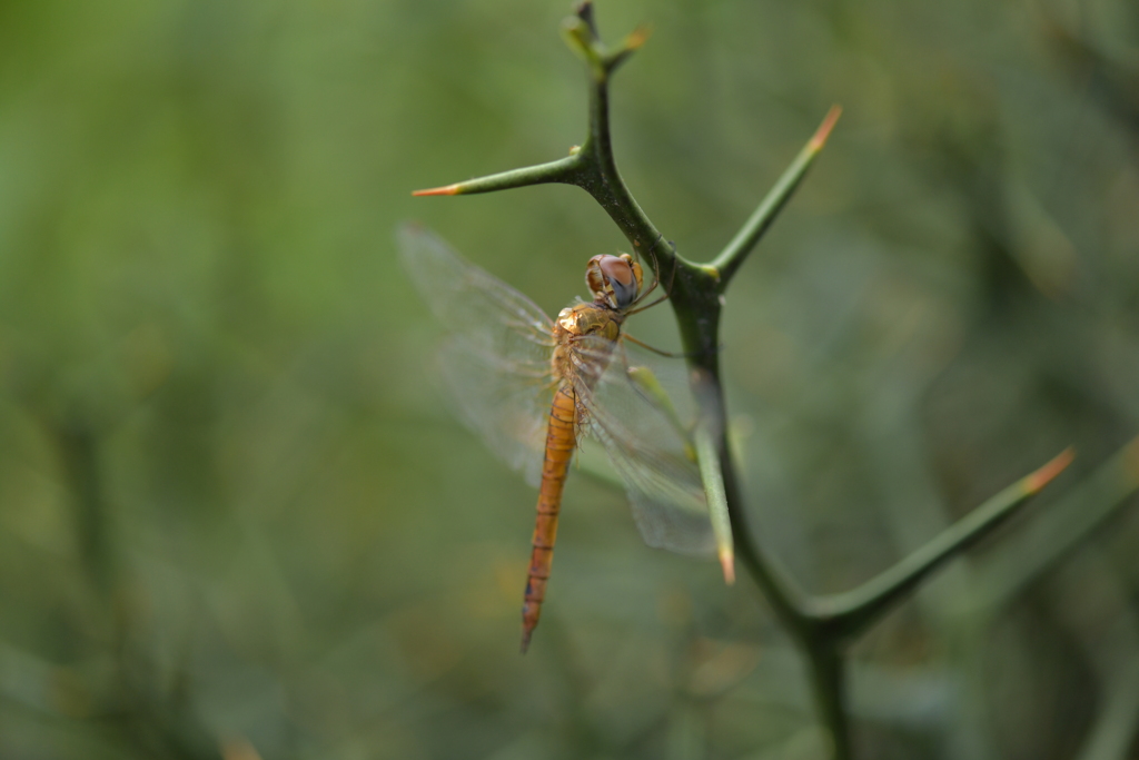 里山のトンボCCCLXXIX！