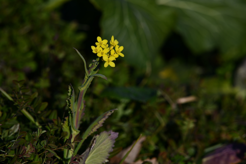 季節の花CIV！