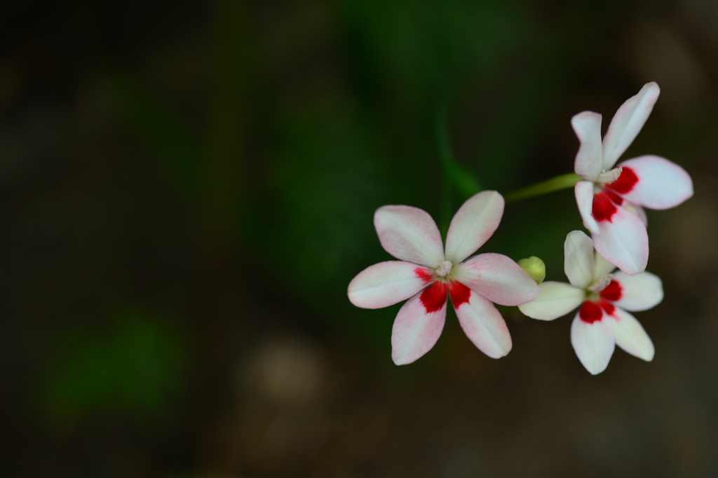 季節の花CDLV！