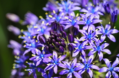 季節の花CLXIX！