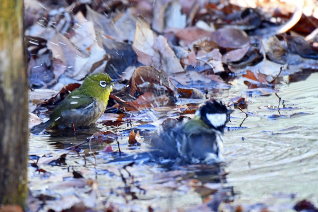 里山の野鳥CXX！