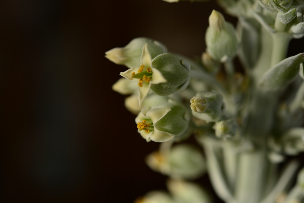 季節の花MDLXII！