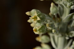 季節の花MDLXII！