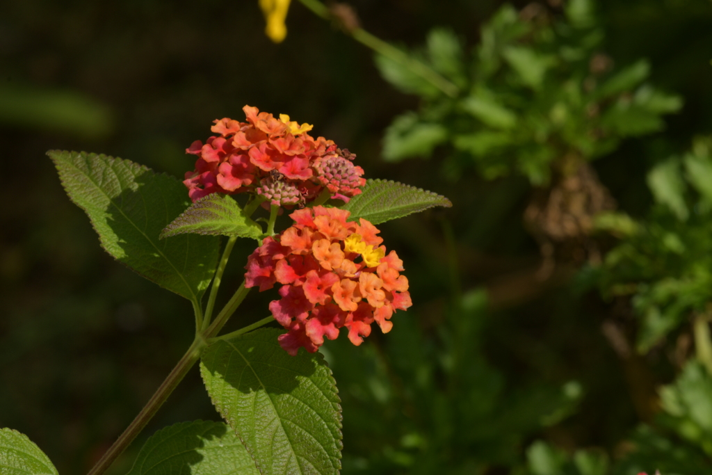 季節の花MCCCXLI！