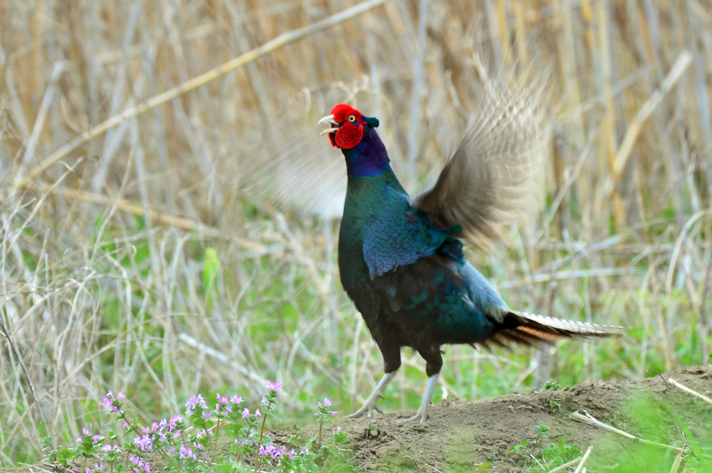 身近にいる野鳥LXXXIX！