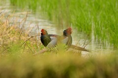 身近にいる野鳥CDXXXI！