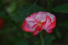 季節の花CLXXXVIII！