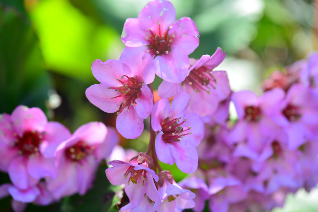 季節の花CCC！