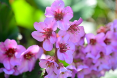 季節の花CCC！