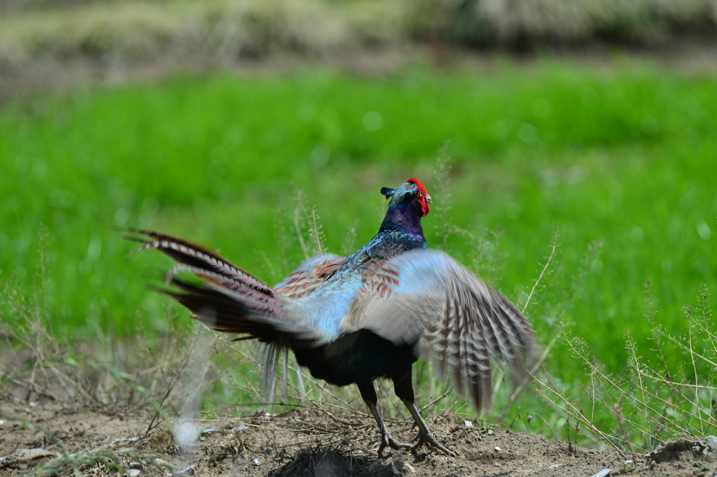 身近にいる野鳥XXXIV！