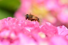 虫・昆虫と花Ⅰ！
