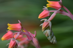季節の花CLXXIV！