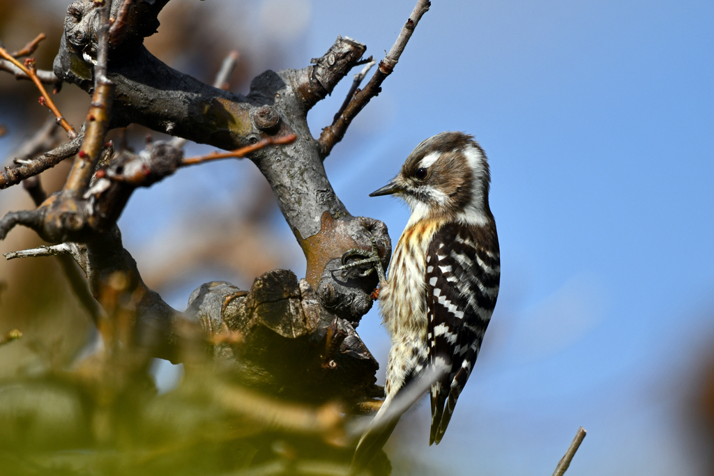 身近にいる野鳥CXCIV！