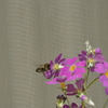 虫・昆虫と花CCIII！