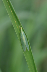 レースのドレス！