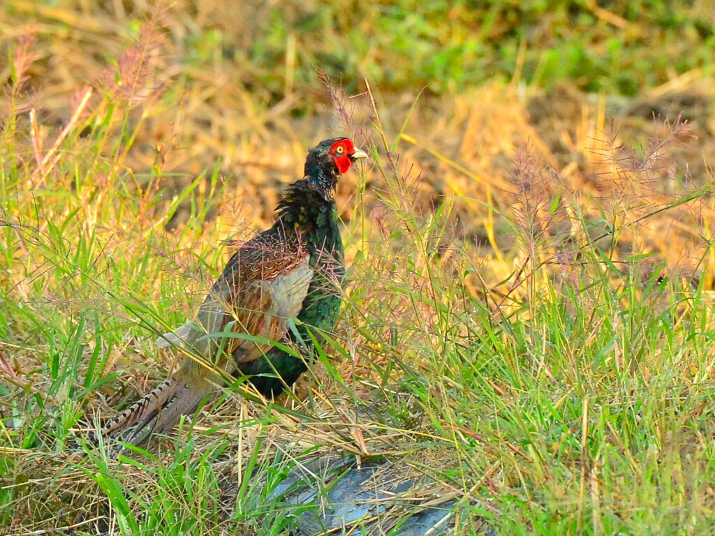 身近にいる野鳥DXII！