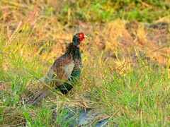 身近にいる野鳥DXII！