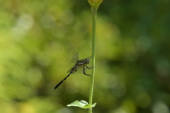 里山のトンボCCCLXVII！