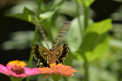 花と蝶II-II! 花と蝶II-II!