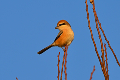 身近にいる野鳥CCXLVII！