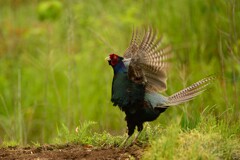 身近にいる野鳥CDXXVII！