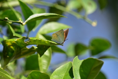 里山の蝶CCI！