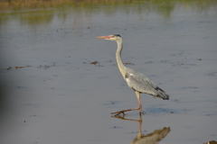 身近にいる野鳥XCIII！