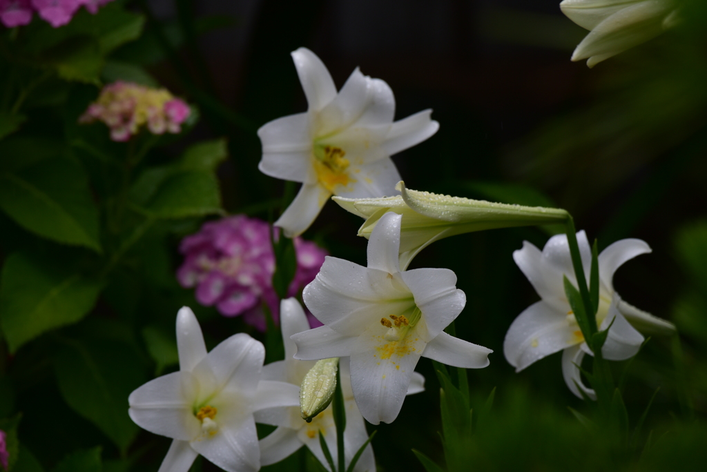 季節の花LXXI！