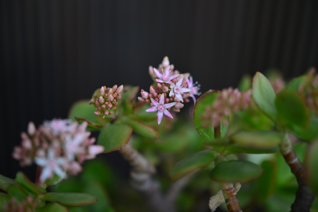 季節の花DLXX！