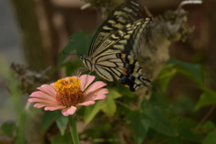 花と蝶II-CXXXIX！