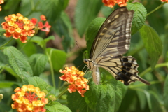 花と蝶II-XLIII！