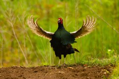 身近にいる野鳥CDXXIV！