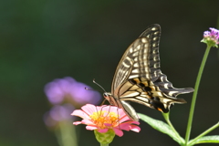 花と蝶II-XLVIII！