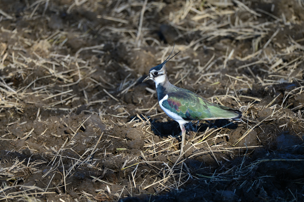 里山の野鳥XXXIII！