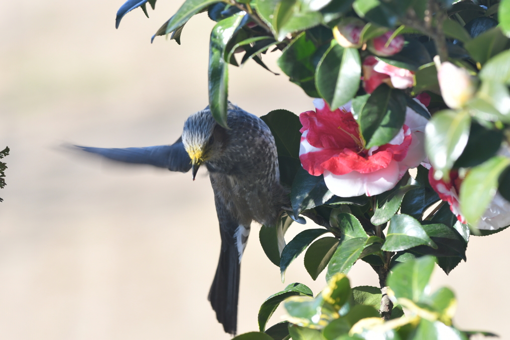 身近にいる野鳥CCIV！