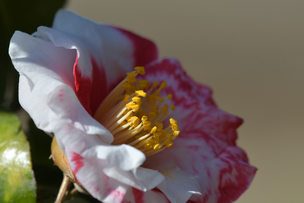 季節の花DCCCLX！