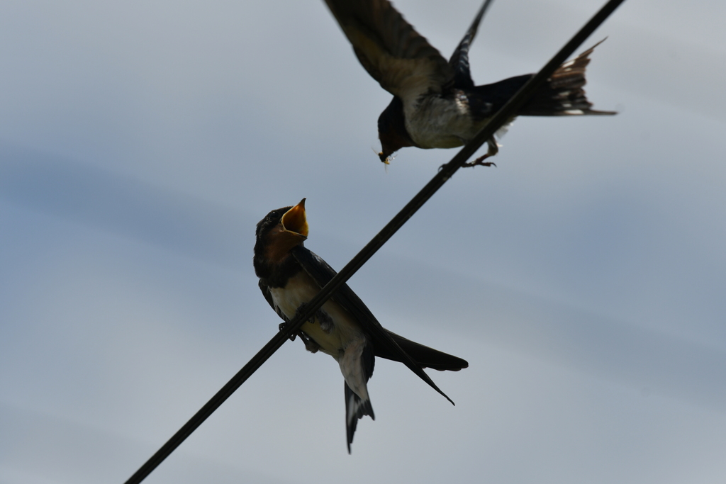 身近にいる野鳥CCXXVI！